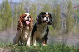CAVALIER KING CHARLES 657